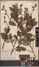 Foto von Salix caprea L.